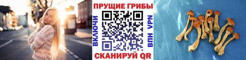 Псилоцибиновые грибы Cubensis  Шенкурск 